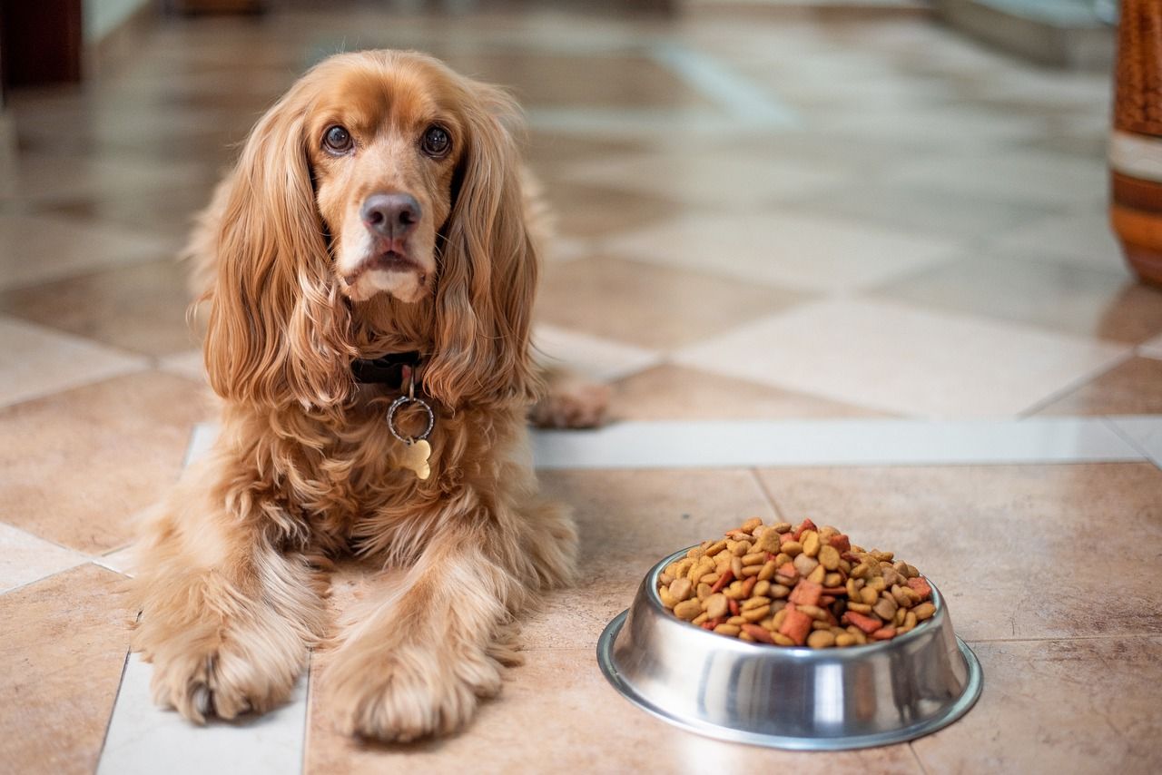Jak wybrać odpowiednią karmę dla psa?