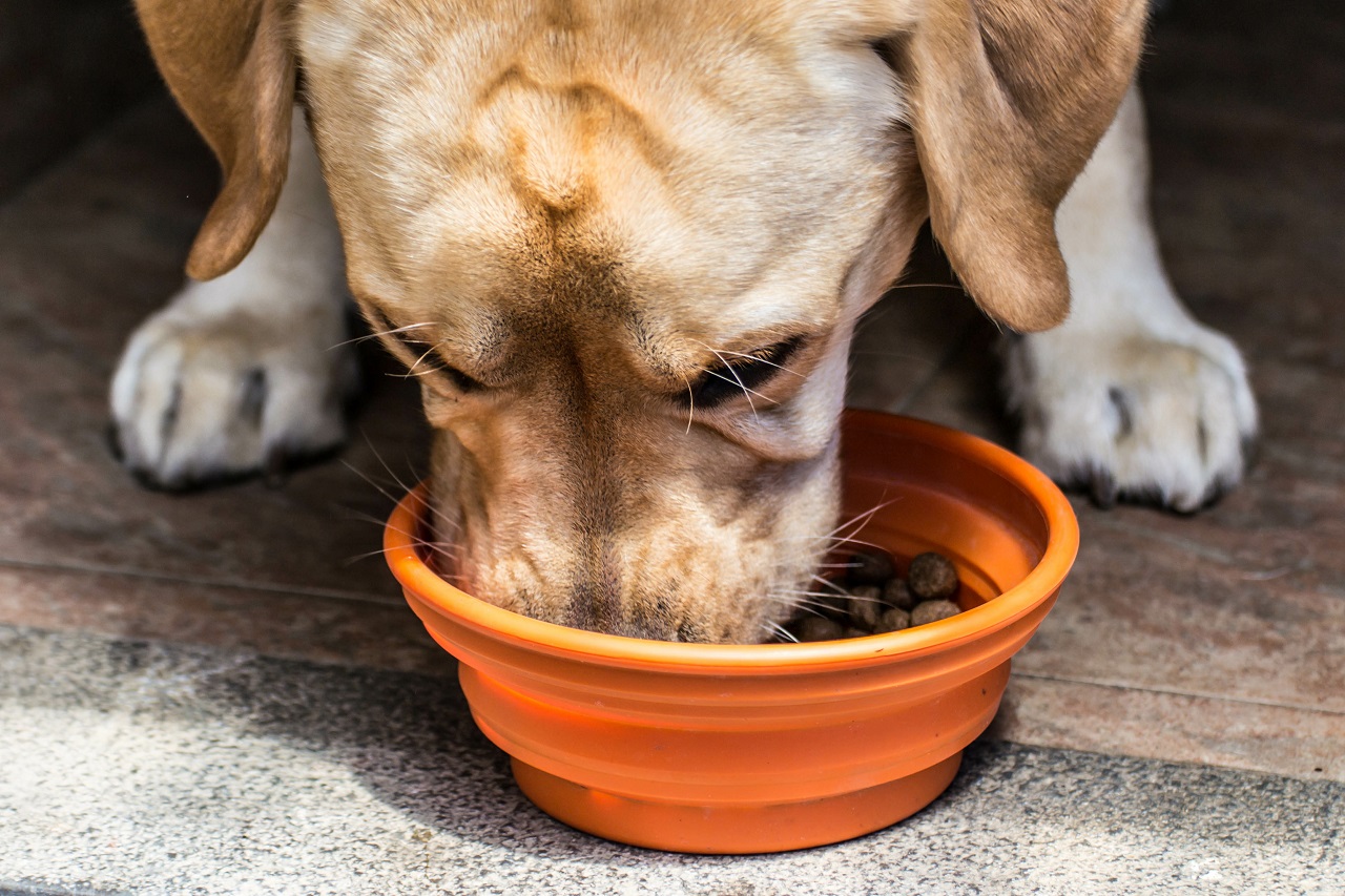 Co powinna zawierać odpowiednia karma dla psa?