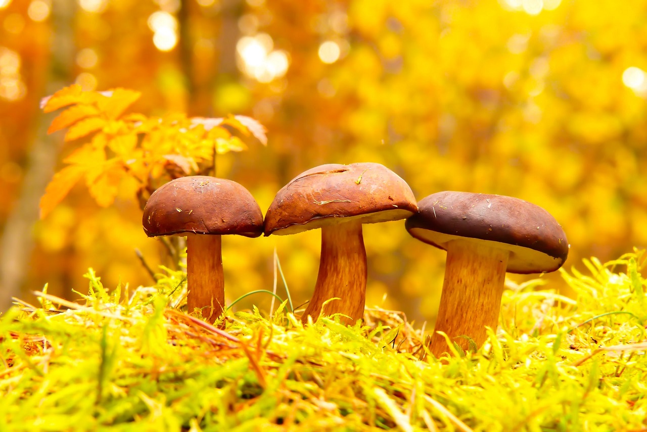 Czym są grzyby adaptogenne i jakie maja zastosowanie?